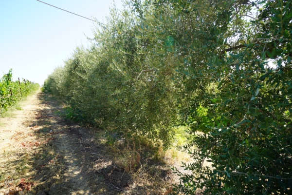Alternanza dell'olivo, che cos'è e come si gestisce in cinque passi