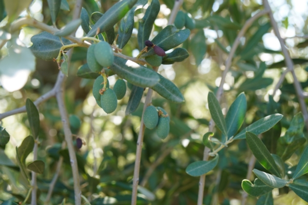 olivo-olea-europea-olive-oliva-frutta-frutti-immaturi-olio-azienda-agricola-lasabbiona-agosto-2022-fonte-agronotizie.JPG