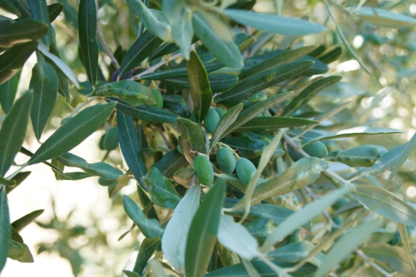 L'olivo: fine di una storia millenaria?