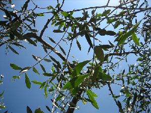 olivo-olive-foglie-cielo-byflickrcc20-boobooo-500.jpg