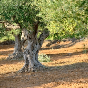 L'olivicoltura: una grande risorsa italiana