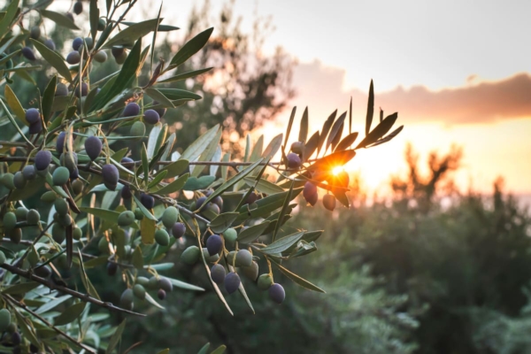 La concimazione dell'olivo con letame e digestato - le news di Fertilgest sui fertilizzanti