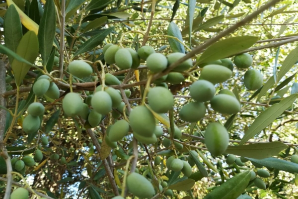 Fare reddito con l'olivo? Solo migliorando l'efficienza nutrizionale - Compo Expert Italia - Fertilgest News