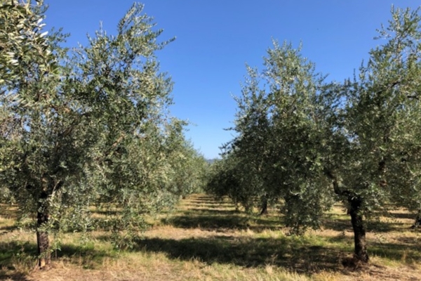 Nutrizione dell'olivo: favorire l'ingrossamento delle drupe e la resa in olio - Fertilgest News