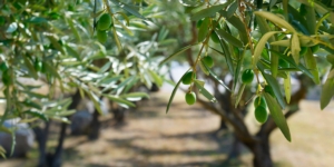 Concimazione dell'olivo, tre consigli per risparmiare fertilizzante - colture - Fertilgest