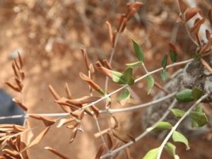Xylella, anche un fungo tra i killer degli gli olivi in Puglia
