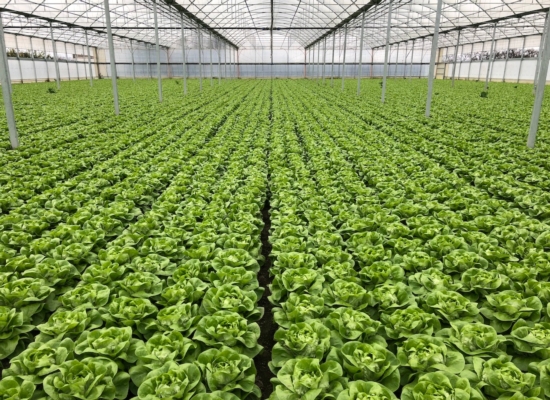 Nuovi NovaTec<sup>®</sup> Solub BS: un milione di benefici per grammo di prodotto - colture - Fertilgest