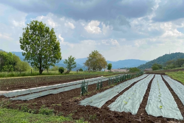 Veneto, lo sviluppo rurale passa dai giovani, dall'innovazione e dalla biodiversit&agrave;