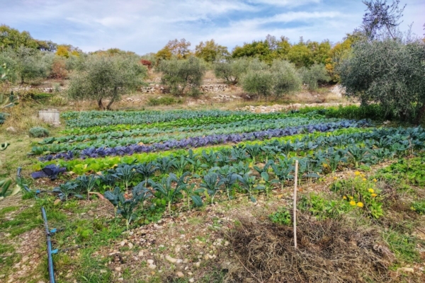 Fare permacultura in Italia: dalla teoria alla pratica - Plantgest news sulle varietà di piante