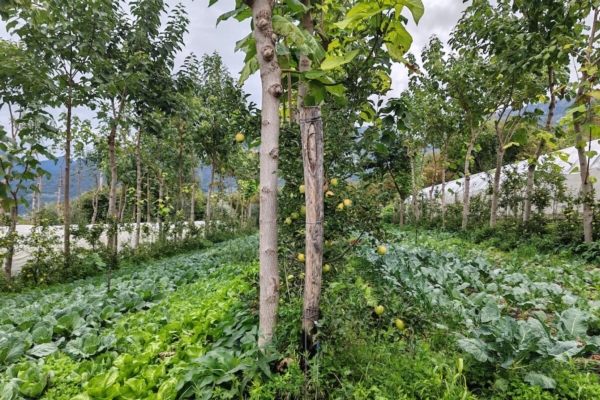 Rigenerazione e multifunzionalità: pratiche agricole (e non solo) che funzionano - Plantgest news sulle varietà di piante