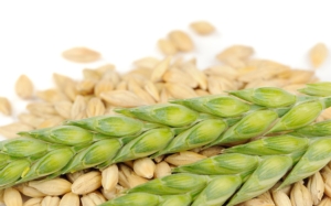 Mercato cerealicolo europeo: previsioni di primavera