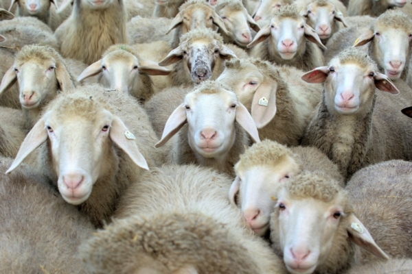 Latte ovino, tra criticit&agrave; e prospettive