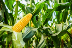 Un genoma straordinario: il mais - Plantgest news sulle varietà di piante