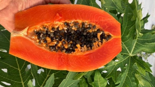 Papaya made in Sicilia, si può fare - Plantgest news sulle varietà di piante