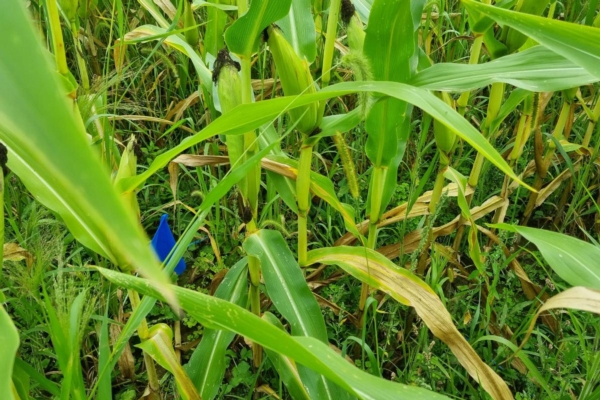 NeutraWeed, verso infestanti da non combattere