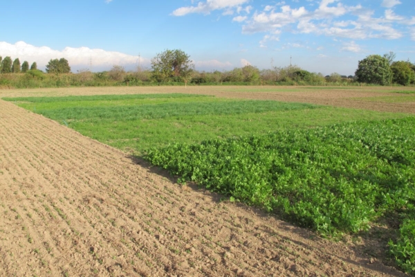 Cover crop, la scelta &egrave; guidata da un assistente virtuale