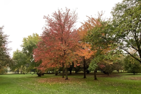 Biodiversit&agrave; e servizi ecosistemici