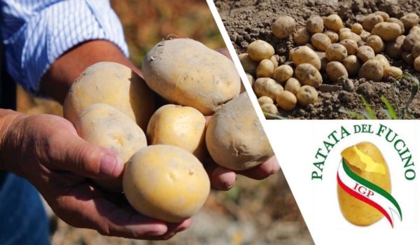 Migliore qualità e redditività della patata con la concimazione Unimer - le news di Fertilgest sui fertilizzanti