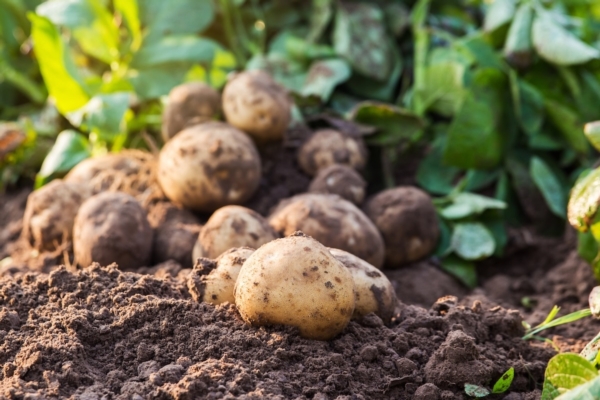 Insetticidi a iRna: la nuova pallottola d'argento in grado di uccidere i licantropi?