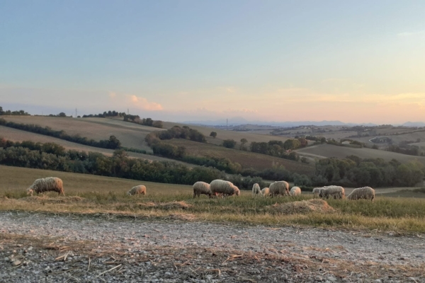 Agroecologia e multifunzionalit&agrave;: quando gli animali fanno la differenza - Plantgest news sulle variet&agrave; di piante