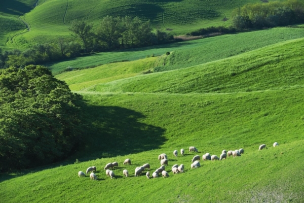 Biologico, Italia sempre pi&ugrave; vicina alla soglia Ue del 25% della Sau