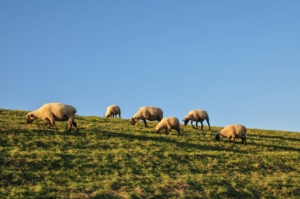 pecore-pascolo-pascoli-ovini-gregge-by-dirk-fotolia-750