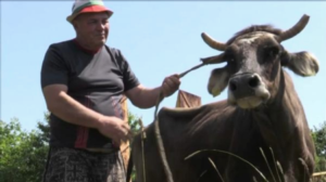 Sconfina in Serbia, per le leggi Ue va abbattuta. Storia della vacca Penka