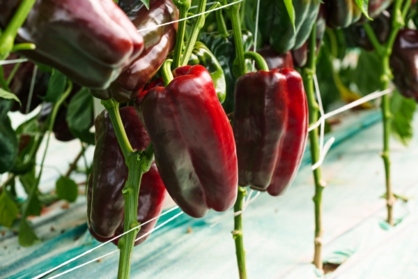 Naviero Rz F1, entra in commercio il peperone Lamuyo rosso di Rijk Zwaan - Plantgest news sulle varietà di piante
