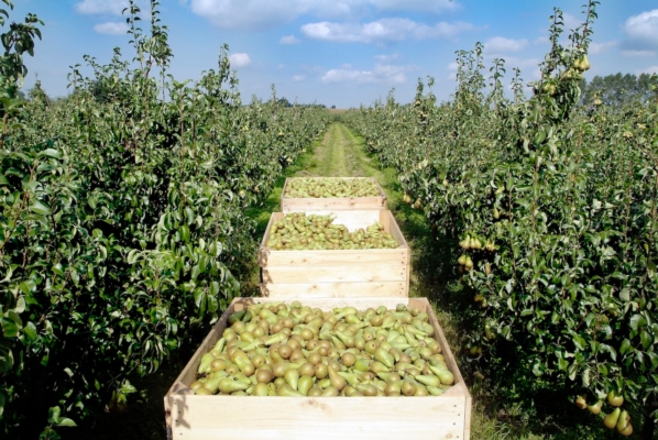 Pera Conference, la frutticoltura belga cambia insieme al clima - Plantgest news sulle variet&agrave; di piante