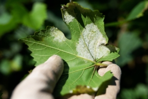 Vite da vino: lotta serrata alle avversità fungine
