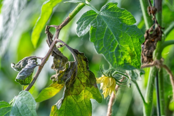 Peronospora del pomodoro, sintomi e trattamenti di difesa della coltura