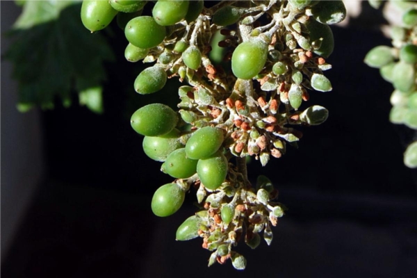 Peronospora, in arrivo gli aiuti sulla campagna viticola 2023