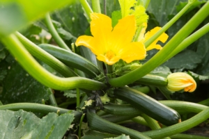 Zucchino, Perseverance RZ F1<sup>*</sup> di Rijk Zwaan resistente al ToLCNDV - Plantgest news sulle varietà di piante