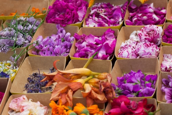 Fiori eduli: la coltura che non ti aspetti - Plantgest news sulle variet&agrave; di piante