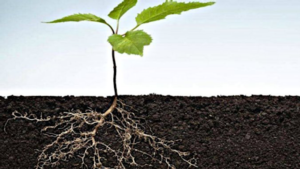La rizosfera: un ambiente strategico per la crescita delle piante - le news di Fertilgest sui fertilizzanti
