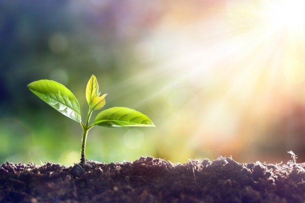 EVENTO - Biotecnologie vegetali per l'agricoltura 4.0 - Plantgest news sulle varietà di piante