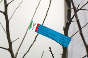 Vivaismo frutticolo, in Italia la qualità cambia pelle - Plantgest news sulle varietà di piante