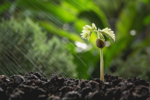 Fertilizzazione, nuova frontiera in frutticoltura - Plantgest news sulle varietà di piante