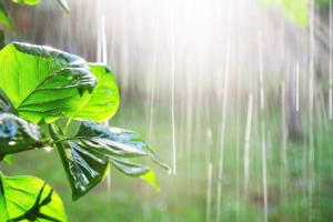piante-pioggia-fonte-ilsa