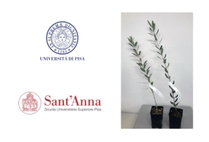 Frantoio e Leccino Millennio, le nuove varietà di olivo toscano - Plantgest news sulle varietà di piante