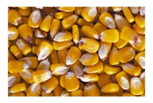 Abbondano nei piatti, scarseggiano nei campi - Plantgest news sulle varietà di piante