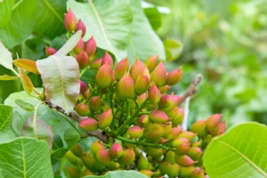 Pistacchio, l'oro verde - Plantgest news sulle varietà di piante