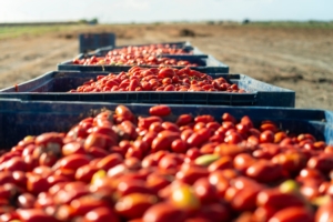 Alte temperature e deficit idrico su pomodoro - Agricola Internazionale - Fertilgest News