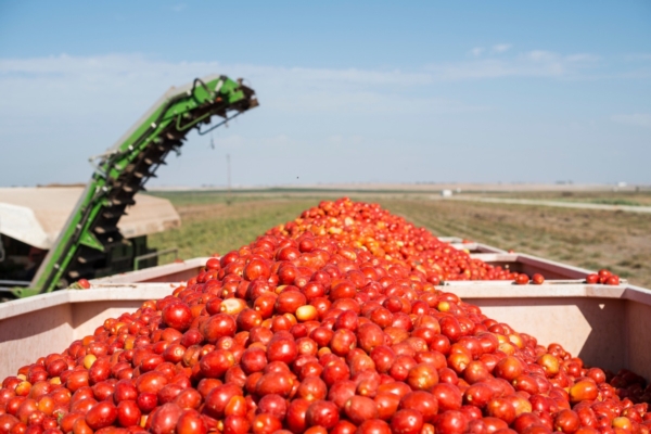 Pomodoro da industria: una nutrizione efficace per aumentare le rese e le entrate - le news di Fertilgest sui fertilizzanti