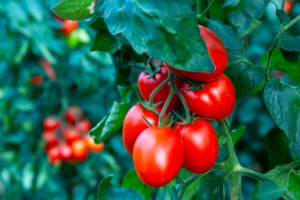 Pomodoro da industria, un programma nutrizionale completo ed efficace - Fertilgest News
