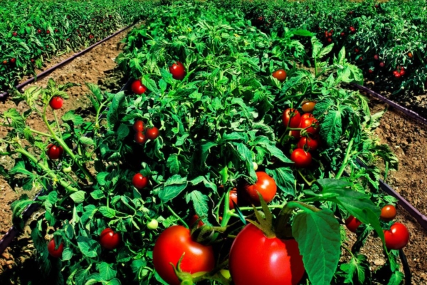 10 consigli per un corretto trapianto nel pomodoro da industria - Plantgest news sulle varietà di piante