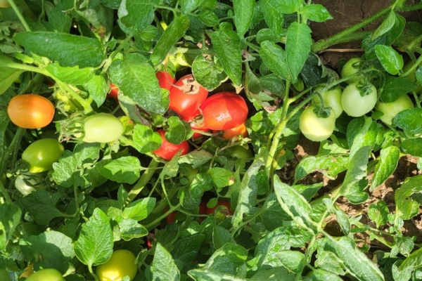 Quando il pomodoro 