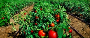 Pomodoro da industria, un programma nutrizionale completo ed efficace - Fertilgest News