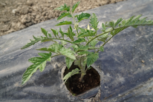Tutto ciò che c'è da sapere sui teli pacciamanti biodegradabili - Plantgest news sulle varietà di piante
