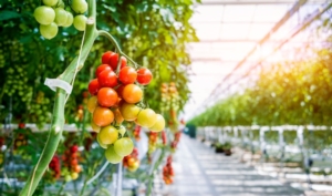 Pomodoro da mensa, aumento allegagione per ottime produzioni - le news di Fertilgest sui fertilizzanti
